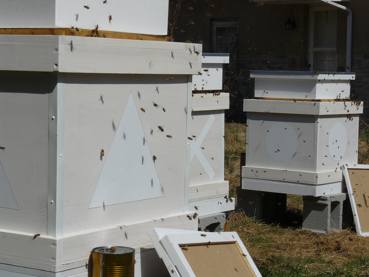 Programmed Hives (works in progress)